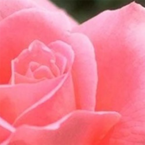 [국내산] 로즈 Rose